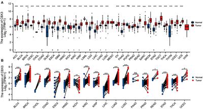 Analysis of Pan-Cancer Revealed the Immunological and Prognostic Potential of CBX3 in Human Tumors